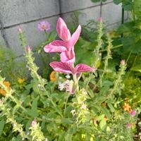 ビーダンス,サルビア マーブルアーチの画像