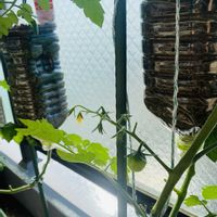 プチトマト,癒し,緑のある暮らし,my garden,バルコニー/ベランダの画像