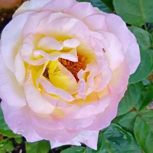 鉢植え,半日陰,挿し木から,玄関の画像