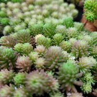 斑入りパリダム,多肉植物,セダム属,花のある暮らし,多肉男子の画像