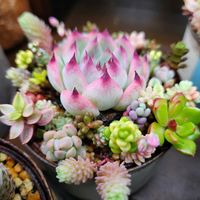 多肉植物,多肉寄せ植え,花のある暮らし,多肉男子,多肉植物 多肉の有るくらしの画像