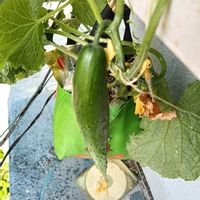 キュウリ,シソ,種から,鉢栽培,たねからの幸せの画像
