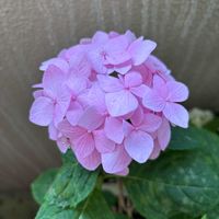 キュウリ,スイートバジル,グリーンアイス,グリーンアイス,四季咲きアジサイ 霧島の恵の画像
