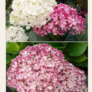 八重咲きペチュニア,紫陽花 アジサイ あじさい,クレマチス「ジュエリーローズ」,紫陽花、アナベル(白花),ペチュニア 春色くれよん「まっちゃぱふぇ」の画像