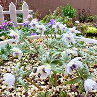 セツブンソウ,ガーデニング,山野草,花のある暮らし,花が好きの画像