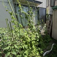 ゴーヤ,夏野菜,家庭菜園,庭の画像