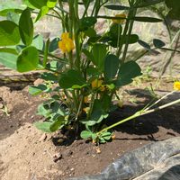 トマト,ナス,落花生,家庭菜園の画像