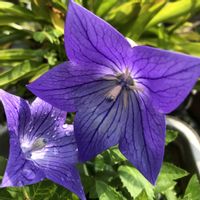 キキョウ,桔梗,ガーデニング,プランター,花のある暮らしの画像