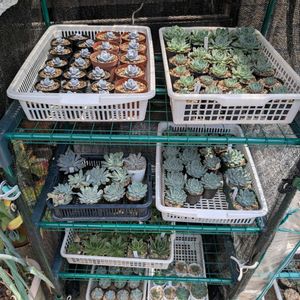エケベリア,ヒアリナ サン ルイス デ ラパス,多肉植物,多肉棚,エケの画像