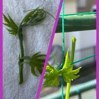 ゴーヤ,ゴーヤ,紫陽花,紫陽花,アロマティカスの画像