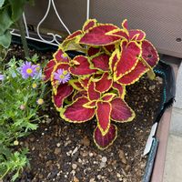 小さな花壇,植栽,小さな庭の画像