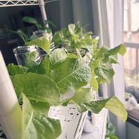 ベビーリーフ,サラダ菜,サラダ菜,サラダ菜,サラダ菜の画像