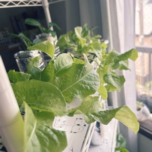 ベビーリーフ,サラダ菜,サラダ菜,サラダ菜,サラダ菜の画像