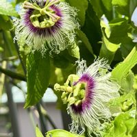 トケイソウ,パッションフルーツ,実のなる植物,花のある暮らし,熱帯植物の画像