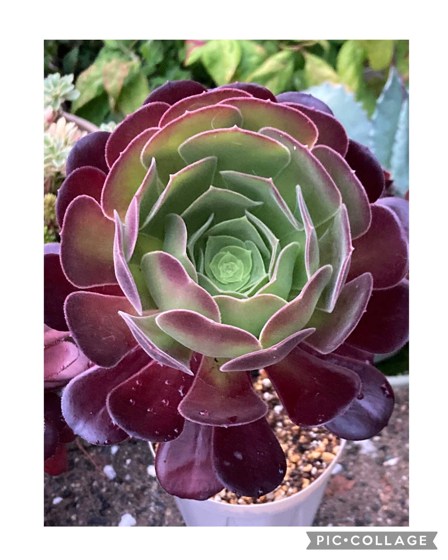 コーニッシュトリビュートの一覧｜🍀GreenSnap（グリーンスナップ）