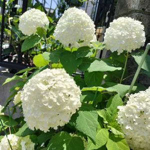 アナベル,オリエンタルリリー,レウカンセマム・デイジーメイ,鉢植え,白・しろ・ホワイトの画像