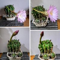 ハンゲショウ,カンザキアヤメ,ﾊﾝｹﾞｼｮｳ.,ｺｱﾔﾒ,自分らしくねの画像