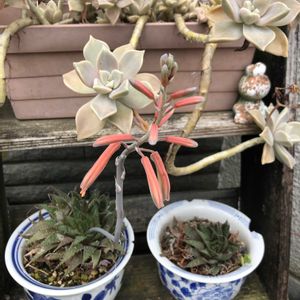 朧月,アロエ綾錦,多肉植物,TANIKU MY LOVE,いいねありがとうございます♪の画像
