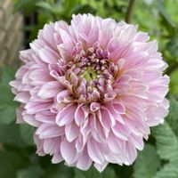 ダリア,鉢植え,かわいい♡,咲きました ♪,今年お迎えしましたの画像