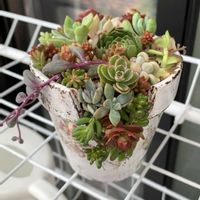 寄せ植え,多肉植物,ガーデニング,リメ鉢,植物のある暮らしの画像