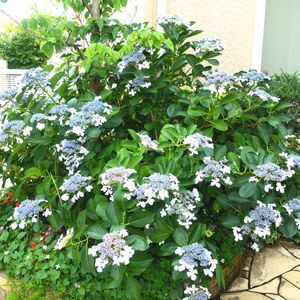 玄関アプローチの画像