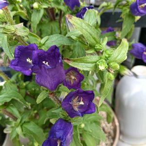 鉢植え,花のある暮らし,玄関前,楽しみです,私の癒やしの画像