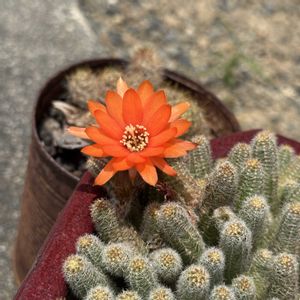玄関アプローチの画像