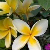 花のある暮らし,今日のお花,花いろいろ,おうち園芸,棚の画像