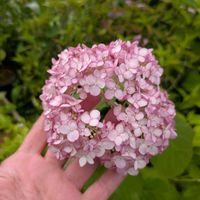 花のある暮らし,今日のお花,花いろいろ,おうち園芸,棚の画像