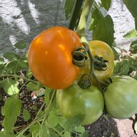 プランター菜園の画像