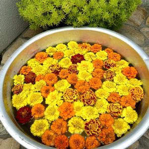 ビタミンカラー,花のある暮らし,花手水,玄関アプローチの画像
