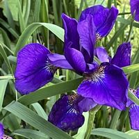 アヤメ,イチハツ,かわいい,癒される,美しいの画像