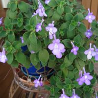 ベルフラワーの画像