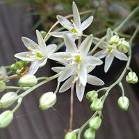 オーニソガラム,オーニソガラム・サルディエニー,花のある暮らし,多肉のある暮らし,植物のある暮らしの画像
