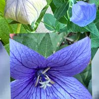 キキョウ,我が家の庭,花のある暮らし,青い花マニア,美しく青きドヨウの画像