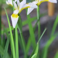 アヤメ,イチハツ,斑入りイチハツ,あやめ,シロバナアヤメの画像