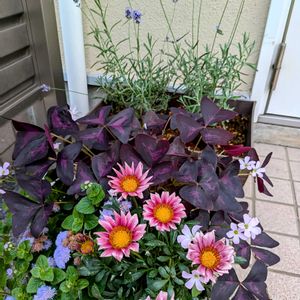 アゲラタム,オキザリストリアングラリス,ラベンダー濃紫早咲,寄せ植え,平和を願うの画像