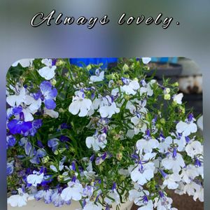 白い花,幸せの青い花,素敵な出会いに感謝,花に魅せられて,白い妖精の画像