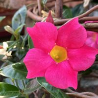 サンパラソル,プランター,夏の花,種から,元気いっぱいの画像