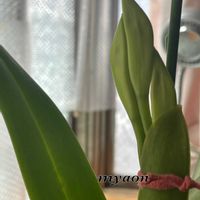 ペレイララ ラペーパス,11087  Ctsm. Double Down 'BPYL' ×Ctsm. Valerio Padilla 'Burgundy & Gold',カトレア パープラータ ルッセリアナ,Perreiraara Rapeepath,洋ランの画像