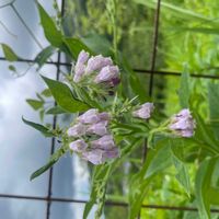 コンフリーの画像