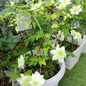 クレマチス,クレマチス 白万重,鉢植え,かわいい花,梅雨時の画像