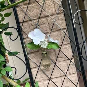 ラグランジア ブライダルシャワー,切り花,ガーデニング,紫陽花 アジサイ あじさい,今日のお花の画像