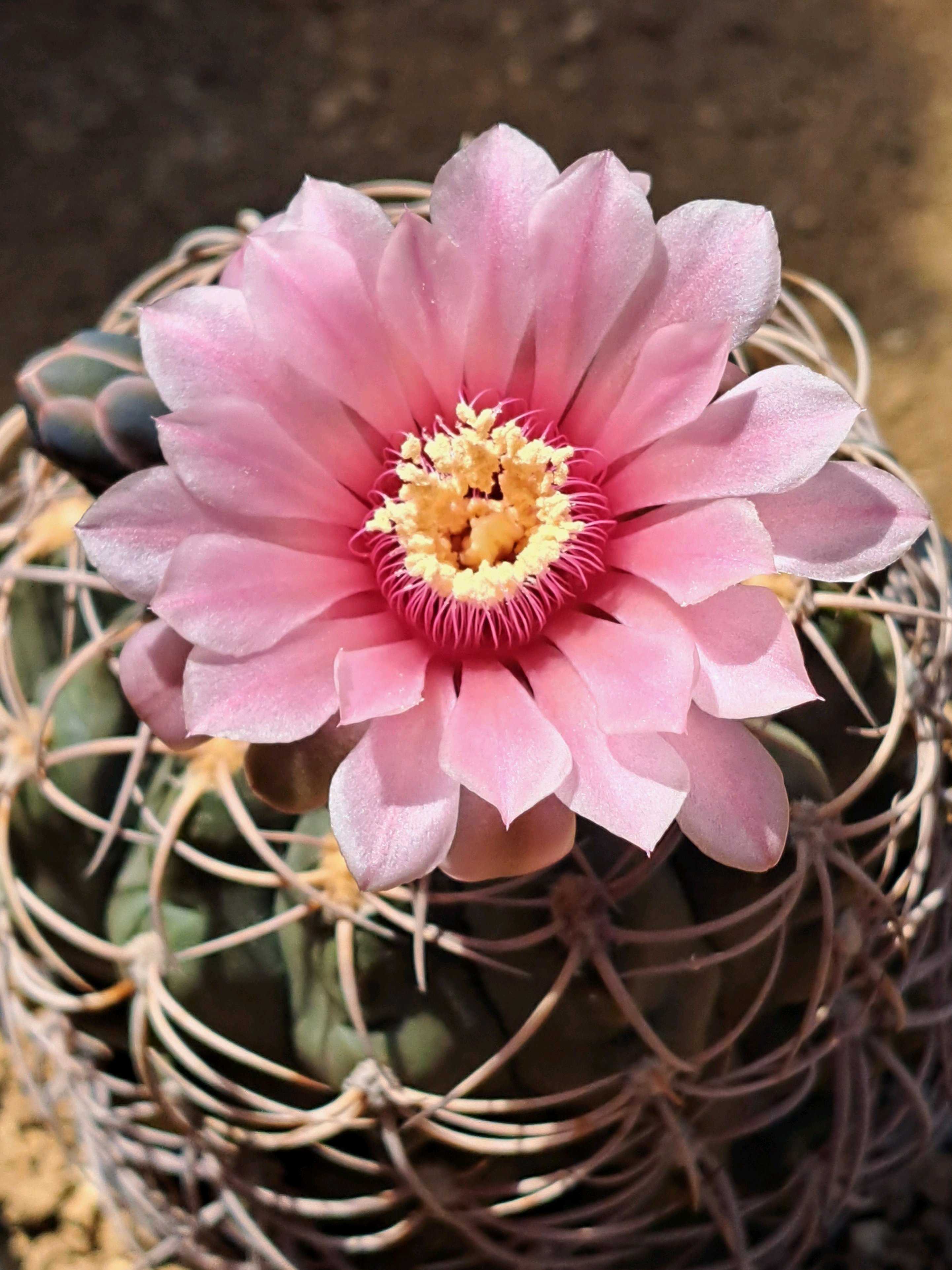 選抜　紅蛇丸 紅蛇丸の一覧｜🍀GreenSnap（グリーンスナップ）