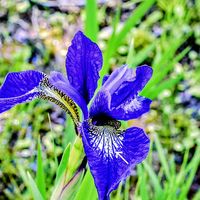 アヤメ,カキツバタ,ジャーマンアイリス,ハナショウブ,多年草の画像