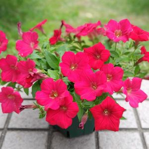 サフィニア,サントリー フラワーズ,サフィニア レッド,花と生きるサントリー,サンフラびとの画像