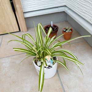 オリヅルラン,玄関アプローチの画像