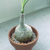 トックリラン,トックリラン(ノリナ)の画像