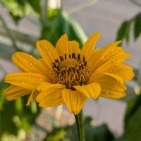 宿根草,ヘリオプシス,プランター,お花のある暮らし,小さな庭の画像
