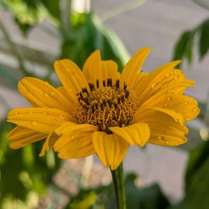 宿根草,ヘリオプシス,プランター,お花のある暮らし,小さな庭の画像